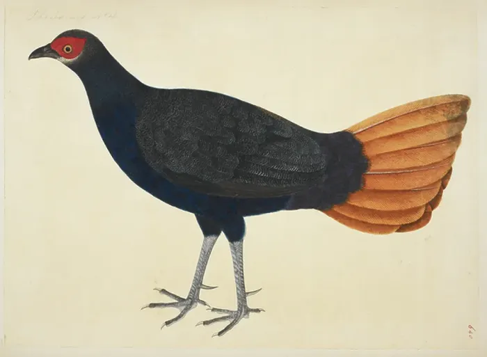 Framed Print : Malay Crestless Fireback Pheasant, Lophura erythrophthalma erythrophthalma from the Raffles Collection, One hundred and twenty-nine drawings in watercolour of birds from Sumatra, 1820 (w / c on paper)