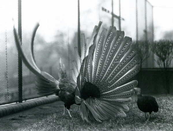 A male Argus Pheasant, or Great Argus, displaying his wing and tail feathers before a female, London Zoo, January 1926 (b / w photo)