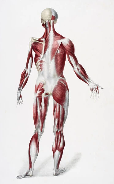 Back of the male human body showing muscles sinews and bones
