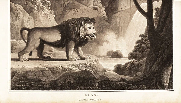 Male lion with dark mane, possibly an extinct Cape lion. 1807 (aquatint)