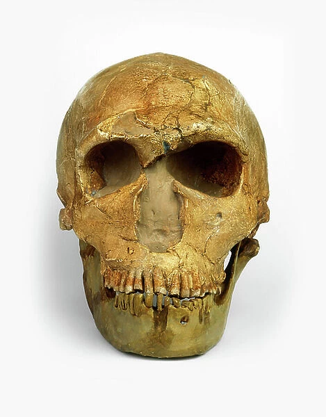Male Neanderthal skull, front view