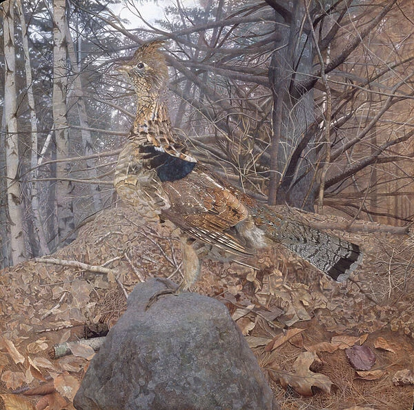 Male Ruffed Grouse in the Forest, 1907-08 (w  /  c on paper)