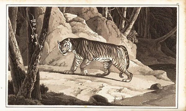 Male tiger, Panthera tigris, endangered. 1807 (aquatint)