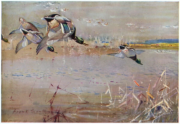 Mallards chased by a hawk, illustration from Wildfowl anf Waders (colour litho)