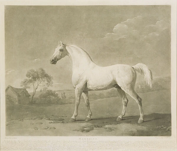 Mambrino, after George Stubbs, 1788 (mezzotint)