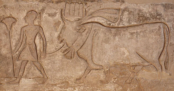 Man pulling a cow, Horus temple, Edfu