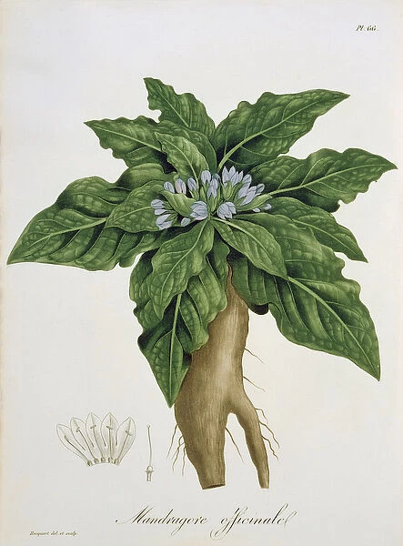 Mandragora Officinarum from Phytographie Medicale by Joseph Roques (1772-1850)