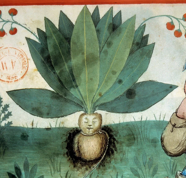 The mandrake. Medicinal plant to which extraordinary magical virtues have often been