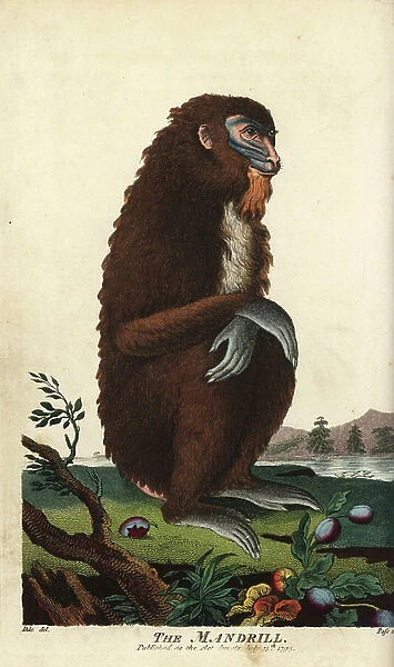 Mandrill, Mandrillus sphinx, female - Handcoloured copperplate engraving by John Pass after an illustration by Johann Jakob Ihle from Ebenezer Sibly's Universal System of Natural History, London, 1795