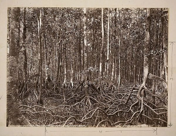 A mangrove swamp, Pachu River, Choiseul, Solomon Group (gelatin silver print)