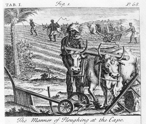 The Manner of Ploughing at the Cape, an illustration in The Present State of