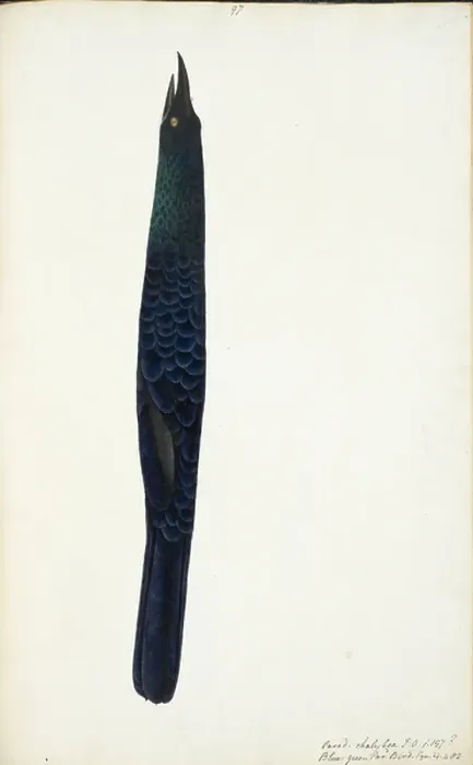Framed Print : Manucode Genus Manucodia Possibly either a Crinkle-collared Manucode, Manucodia chalybatus, or a Jobi Manucode, Manucodia jobiensis