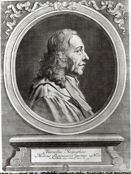 Marcello Malpighi (1628-94) aged 67, 1694 (engraving) (b  /  w photo)