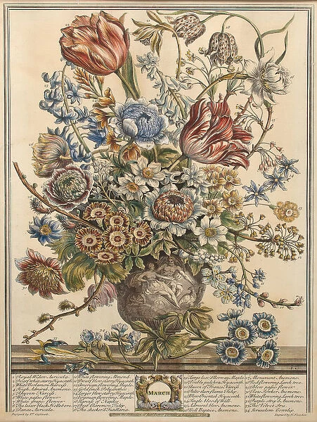 March, from Twelve Months of Flowers by Robert Furber (c
