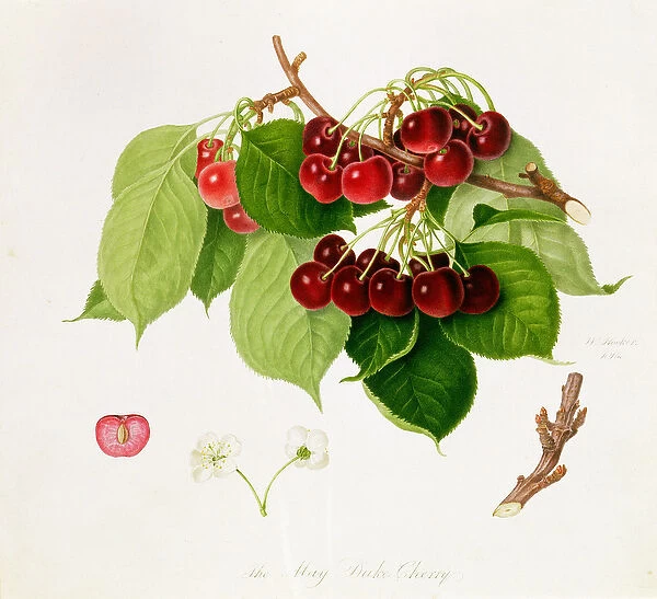 The May Duke Cherry, 1815 (w  /  c on paper)