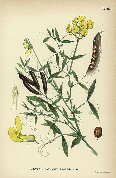 Meadow vetchling or meadow pea, Lathyrus pratensis