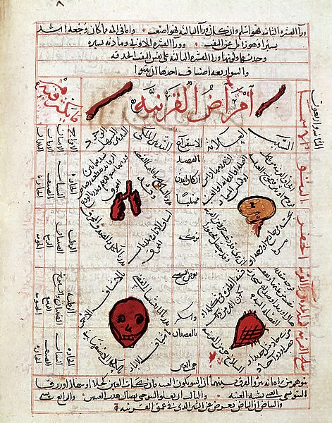Medical plate from Kitab Al Qanun fi Page from the Canon of Medicine by Avicenna (Ibn Sina) (980-1037), 14th century (vellum)-Tibb (Al Tibb) by Avicenna