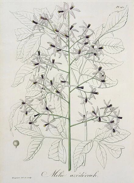 Melia Azedarach from Phytographie Medicale by Joseph Roques (1772-1850)