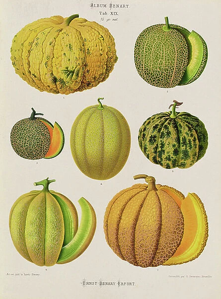 Melons: Tab. XIX, from the 'Album Benary', (chromolitho)