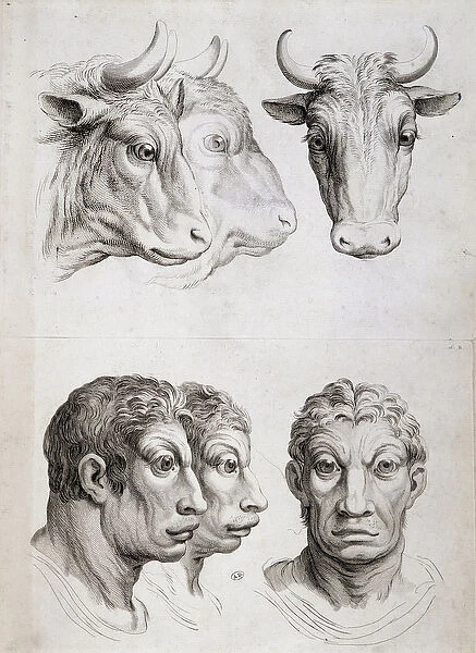 Men  /  cattle comparison, 17th century in 'Treats de la physiognomy de l