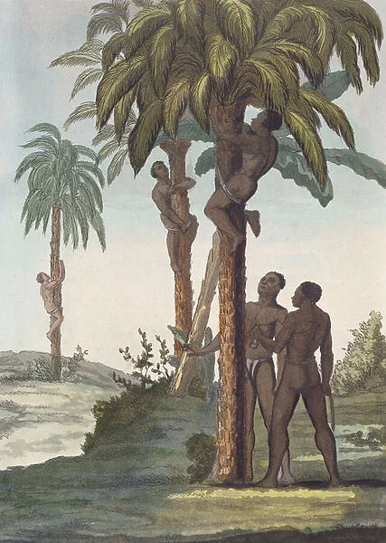Men climbing trees for Shea butter, Senegal (coloured engraving)