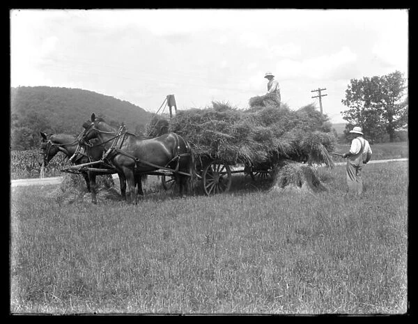 Two men loading wheat sheaves on to a horse-drawn cart, probably the McCready Farm