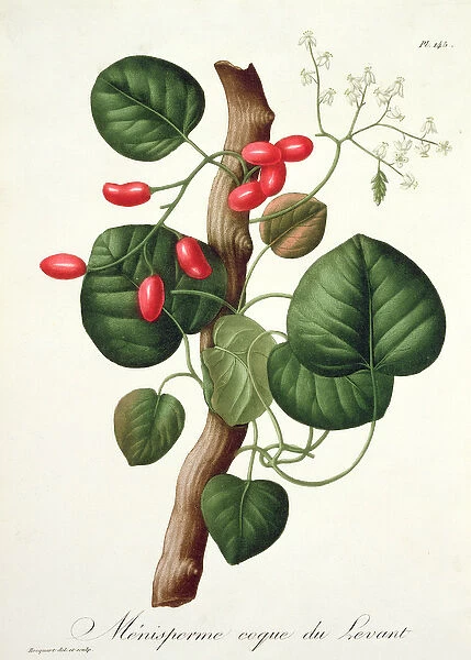 Menispermum from Phytographie Medicale by Joseph Roques (1772-1850)