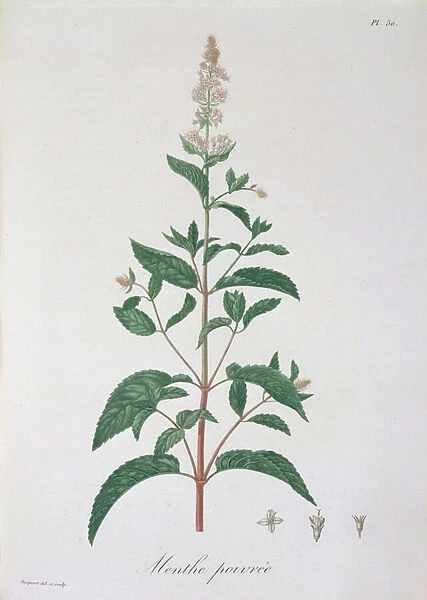Mentha Piperita from Phytographie Medicale by Joseph Roques (1772-1850)