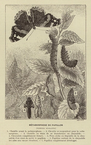 Metamorphose du Papillon (engraving)