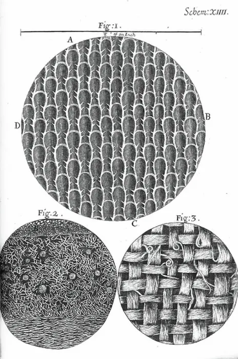 Framed Print : Micrographia