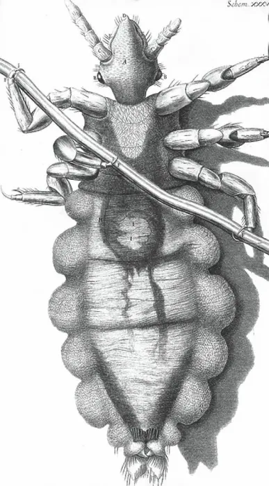 Framed Print : Micrographia