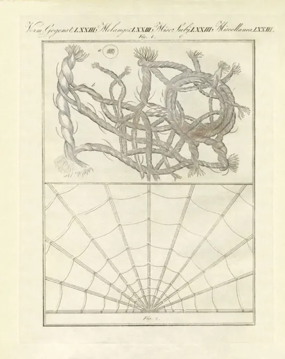 Framed Print : Microscopic objects (coloured engraving)