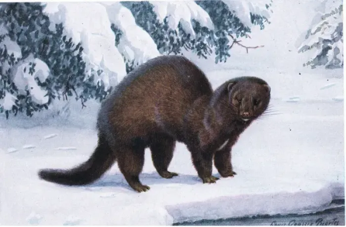 Framed Print : The Mink. 1192338 The Mink by Fuertes, Louis Agassiz 