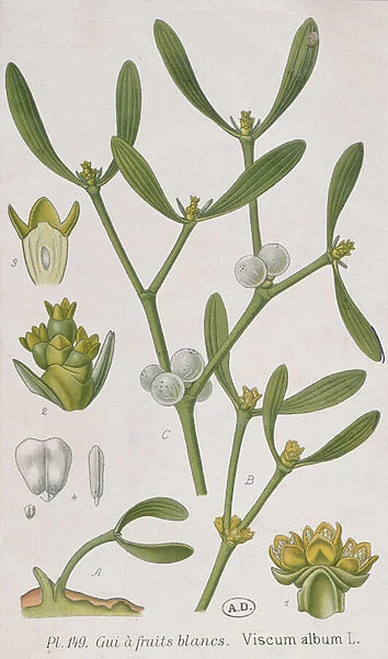 Mistletoe, from A Curious Herbal, published in Nuremburg in 1757