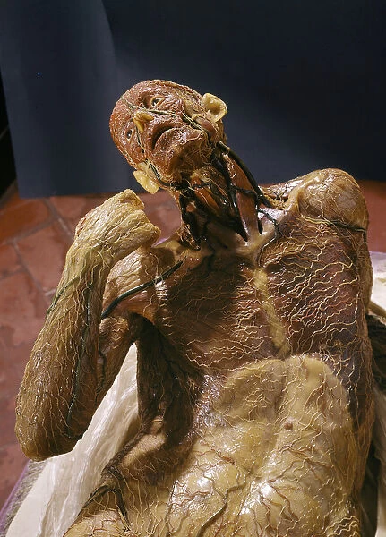 Model of a skinless man (wax)
