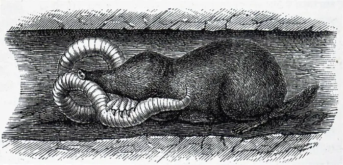 Framed Print : A mole devouring an earthworm