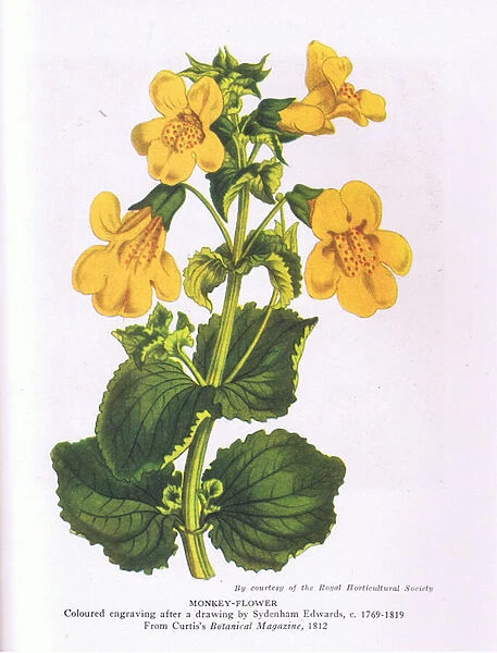 Monkey Flower, Nature in Britain published by Collins 1946 (colour litho)