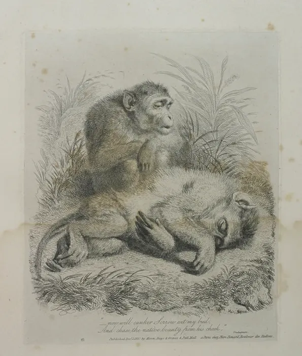 Framed Print : Monkeys. BL3280978 Monkeys; British Library, London, UK; (add.info. Framed Print : Monkeys. BL3280978 Monkeys; British Library, London, UK; (add.info.