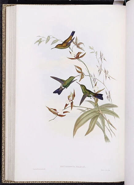 A Monograph of Trochilidae, or Family of Hummingbirds, published 1849-61 (colour litho)