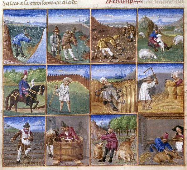 Twelve month calendars: agricultural work, leaf collection, wool cutting, hawk hunting, harvest, wheat threshing, sowing, harvest. 1459-1470 (miniature)