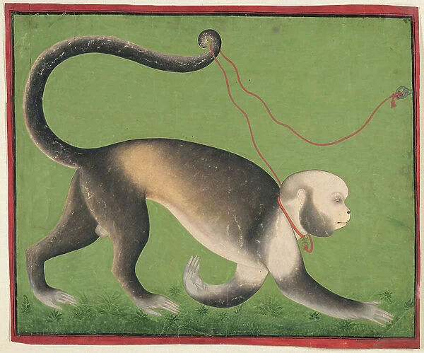 A Monumental Portrait of a Monkey, c.1705-10 (opaque w / c and gold on paper)