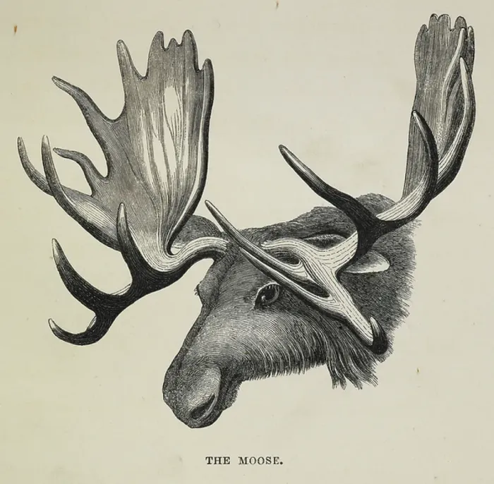 Framed Print : The Moose. BL3308384 The Moose; British Library, London, UK; (add.info. Framed Print : The Moose. BL3308384 The Moose; British Library, London, UK; (add.info.