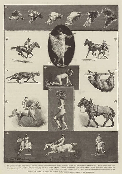 Motions of Animals illustrated by the Instantaneous Photographs of Mr Muybridge (engraving)