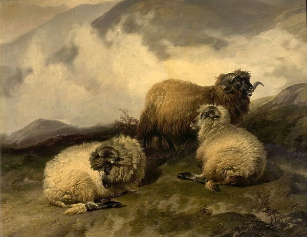 Mountain Sheep (Morning Mist Clearing Off) 1846 (oil on wood)