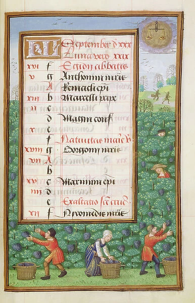 Ms 1058-1975 f9r Gathering Grapes, illuminated calendar page for September
