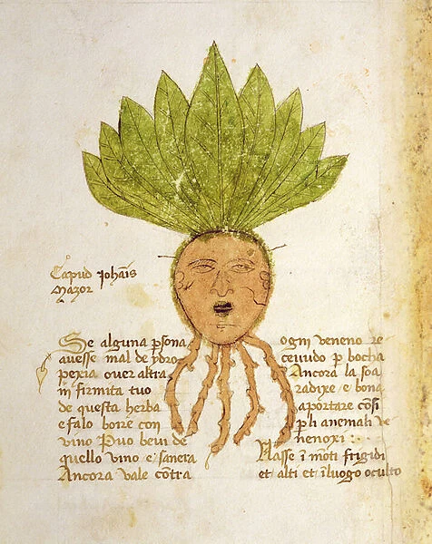 Ms 1591 Fol. 18v. Herba Capud Johannis Mazor (vellum)