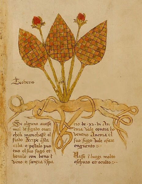 Ms 1591 Fol. 19r Herba Teoderis (vellum)
