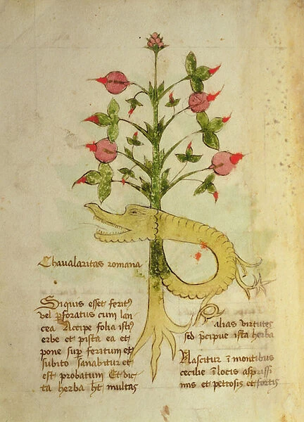 Ms 1591 Fol. 6v Herba Chavalaritas Romana, late c. 15th (vellum)