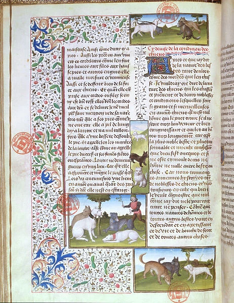 Ms 3717 Hunting dogs, from the Livre de la Chasse by Gaston Phebus de Foix (1331-91) (vellum)