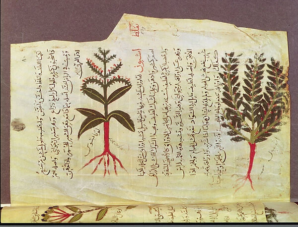 Ms. Arabe 4947 fol. 84, Plants from a treatise by Dioscoride, 13th century (vellum)